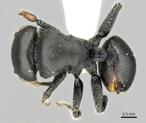 Cataulacus inermis specimen