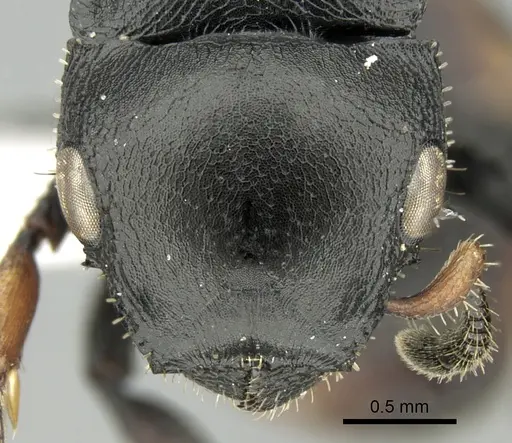 Cataulacus inermis specimen