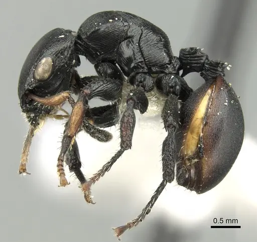 Cataulacus inermis specimen