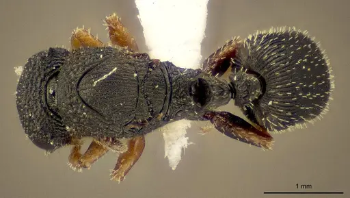 Cataulacus intrudens specimen