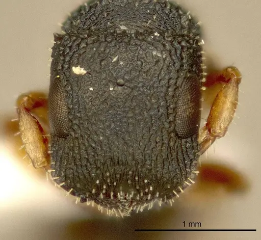 Cataulacus intrudens specimen