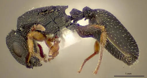 Cataulacus intrudens specimen