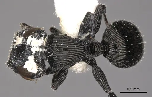 Cataulacus jacksoni specimen