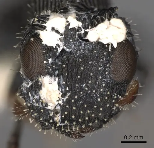 Cataulacus jacksoni specimen