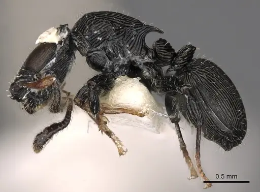 Cataulacus jacksoni specimen