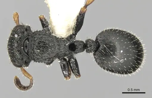 Cataulacus kenyensis specimen