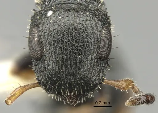 Cataulacus kenyensis specimen