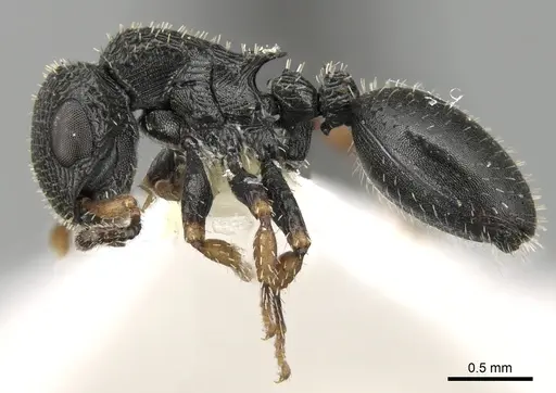 Cataulacus kenyensis specimen