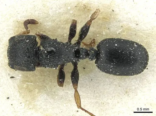 Cataulacus kenyensis - CASENT0912560