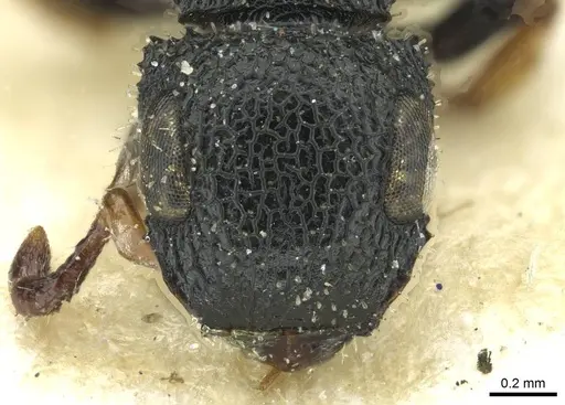 Cataulacus kenyensis - CASENT0912560