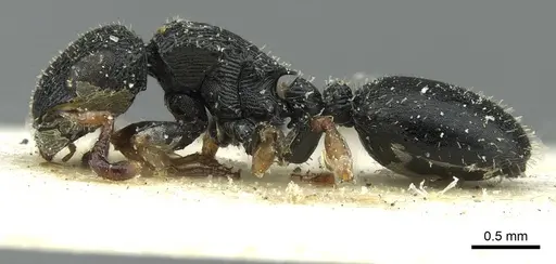 Cataulacus kenyensis - CASENT0912560