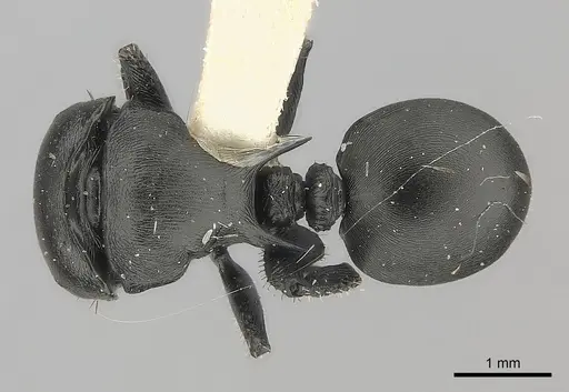 Cataulacus kohli specimen