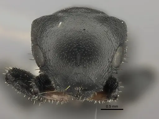 Cataulacus kohli specimen