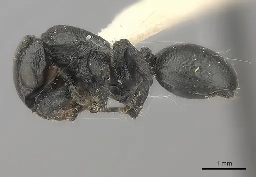 Cataulacus kohli specimen
