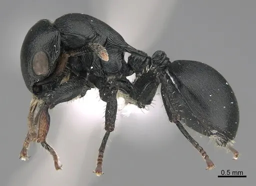 Cataulacus kohli - CASENT0405066