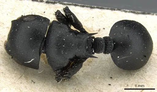 Cataulacus kohli - CASENT0905858