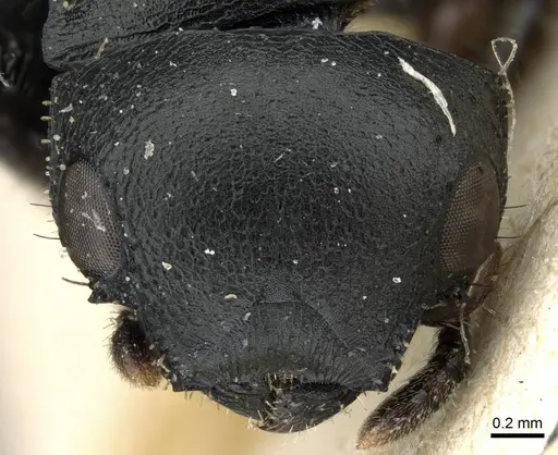 Cataulacus kohli - CASENT0905858