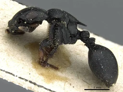 Cataulacus kohli - CASENT0905858