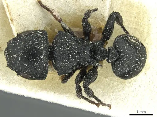 Cataulacus kohli - CASENT0912561