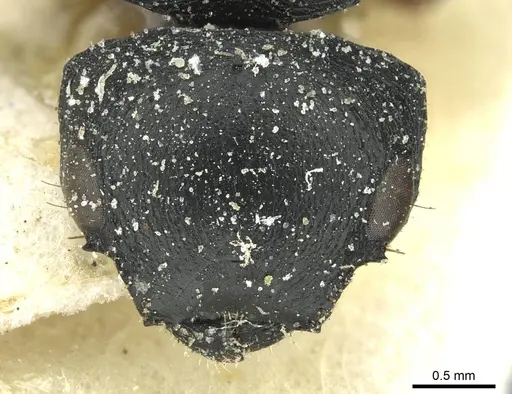 Cataulacus kohli - CASENT0912561