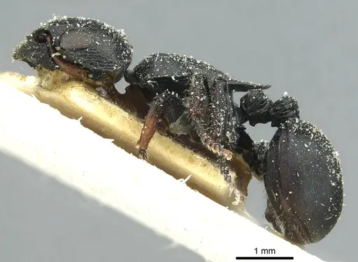 Cataulacus kohli - CASENT0912561