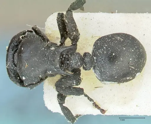 Cataulacus kohli - FOCOL2130