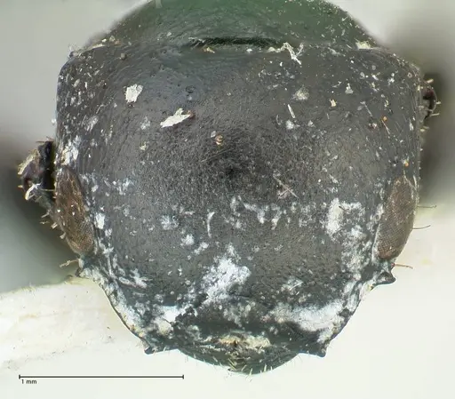 Cataulacus kohli - FOCOL2130