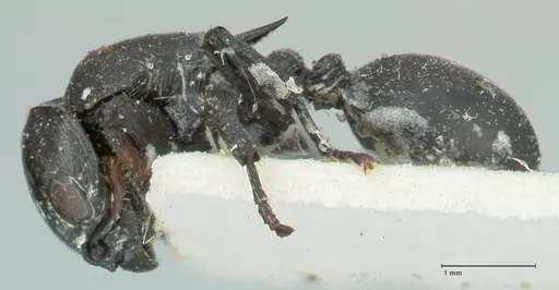 Cataulacus kohli - FOCOL2130