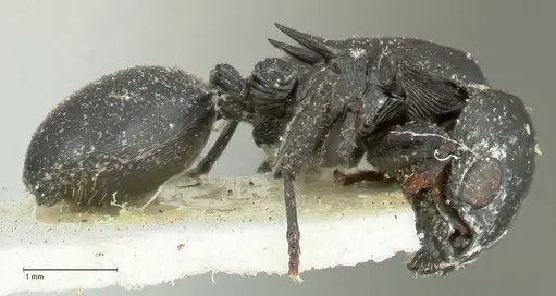 Cataulacus kohli - FOCOL2130