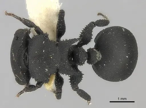 Cataulacus latissimus specimen