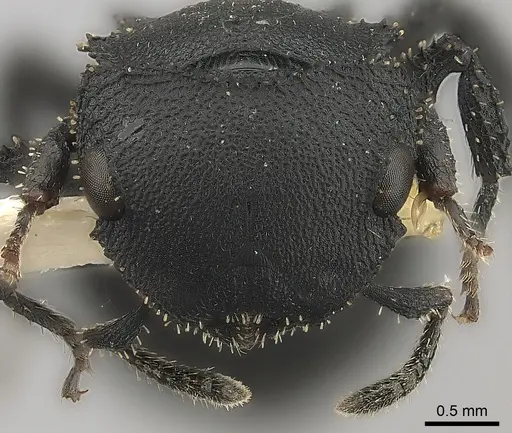 Cataulacus latissimus specimen