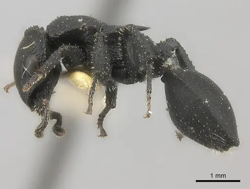 Cataulacus latissimus specimen