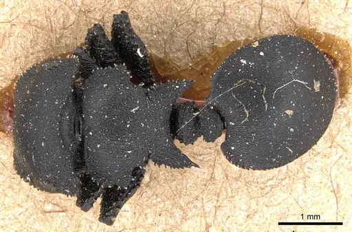 Cataulacus latissimus - CASENT0904880