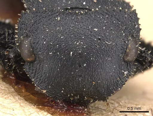 Cataulacus latissimus - CASENT0904880