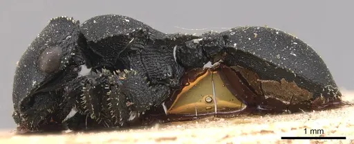 Cataulacus latissimus - CASENT0904880