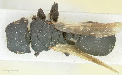 Cataulacus latissimus - FOCOL2120