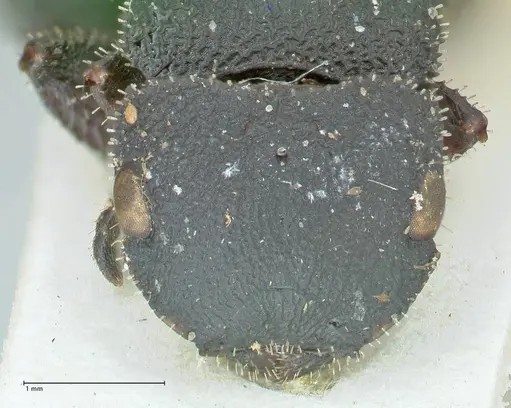 Cataulacus latissimus - FOCOL2120