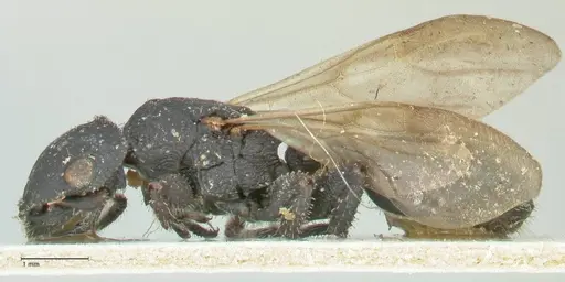 Cataulacus latissimus - FOCOL2120