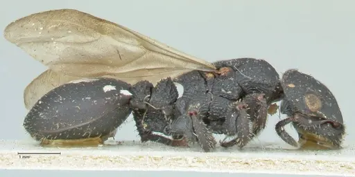 Cataulacus latissimus - FOCOL2120