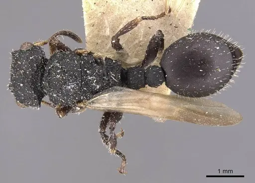 Cataulacus latus specimen