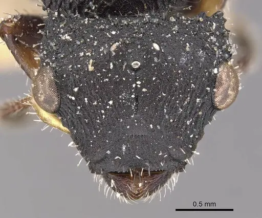 Cataulacus latus specimen