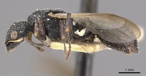 Cataulacus latus specimen