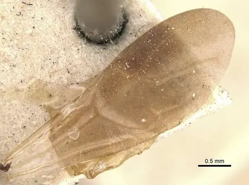 Cataulacus latus - CASENT0909239