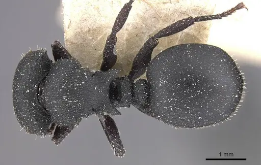 Cataulacus latus - CASENT0909240