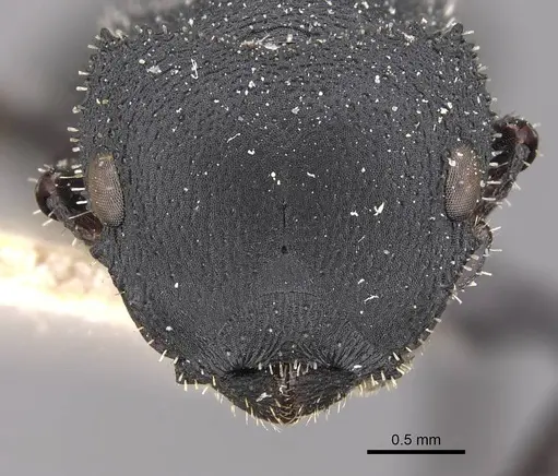 Cataulacus latus - CASENT0909240