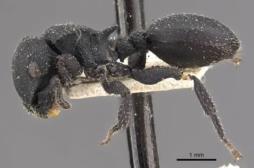 Cataulacus latus - CASENT0909240