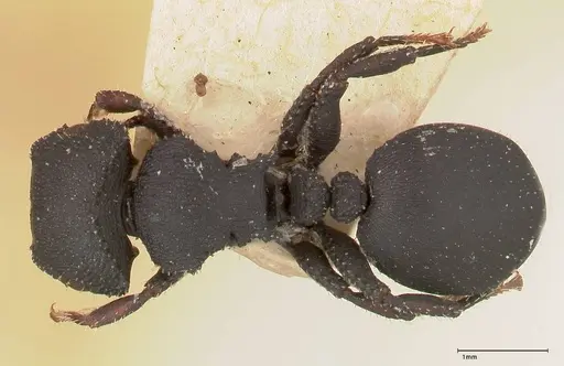 Cataulacus latus - FOCOL0660-1