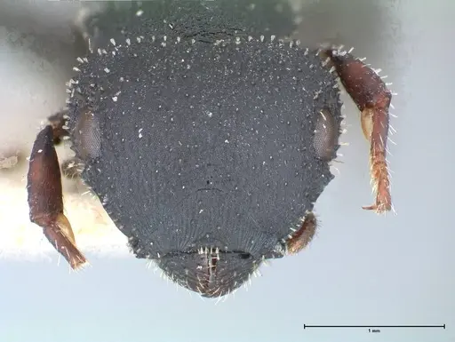 Cataulacus latus - FOCOL0660-1