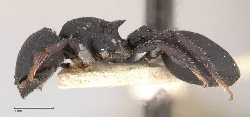 Cataulacus latus - FOCOL0660-1