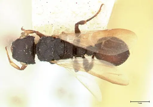 Cataulacus latus - FOCOL0660-2